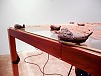 Lotte Nilsson-Välimaa - "To Dwell Upon", Installation Slugs modelled in clay, wax, glue, table, glass, video